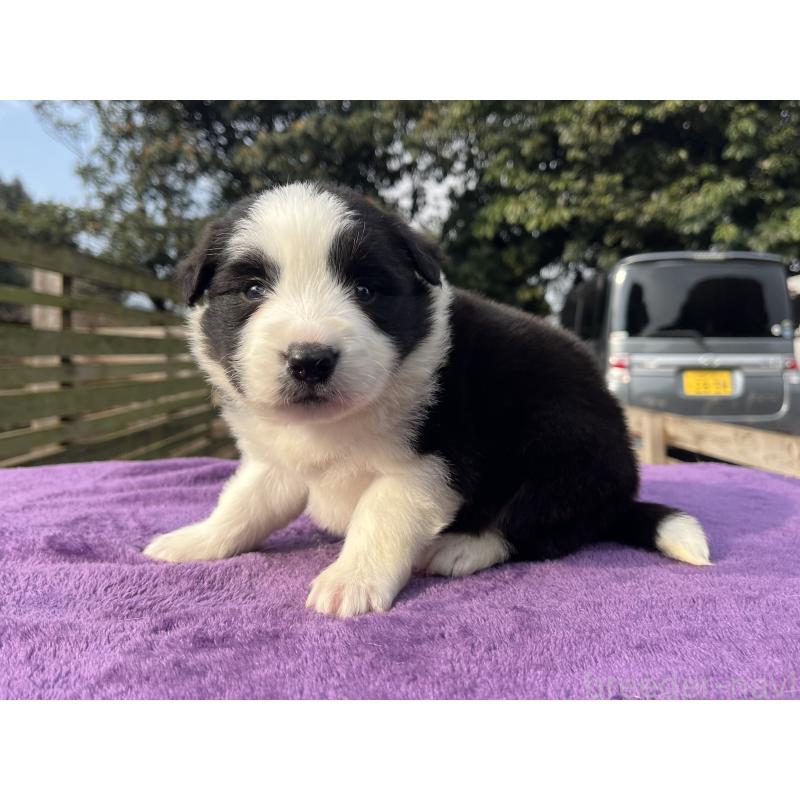 販売中の福岡県のボーダーコリー-441373の5枚目