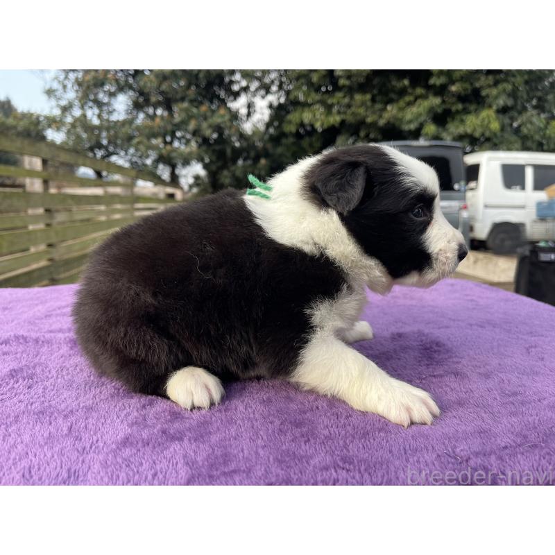 販売中の福岡県のボーダーコリー-441373の4枚目