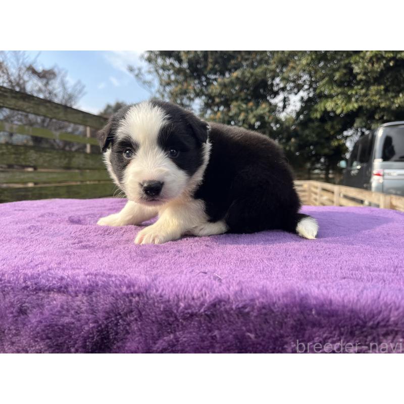 販売中の福岡県のボーダーコリー-441373の3枚目