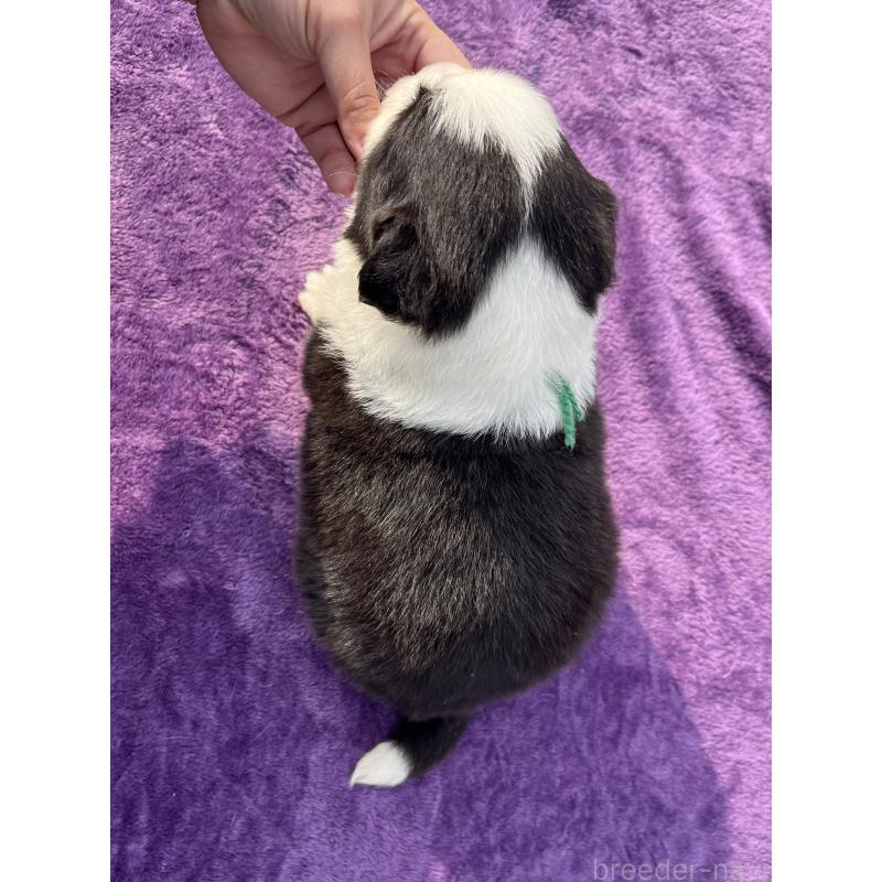 販売中の福岡県のボーダーコリー-441373の2枚目