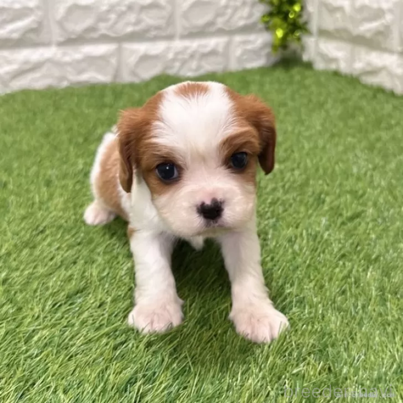 販売中の愛知県のキャバリアキングチャールズスパニエル-441375の1枚目