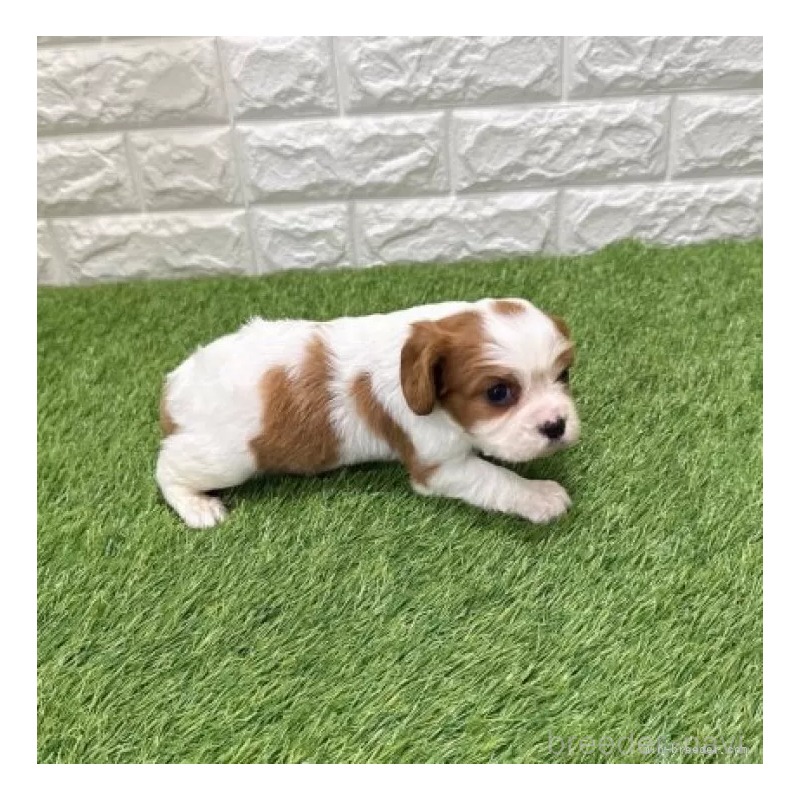 販売中の愛知県のキャバリアキングチャールズスパニエル-441375の5枚目