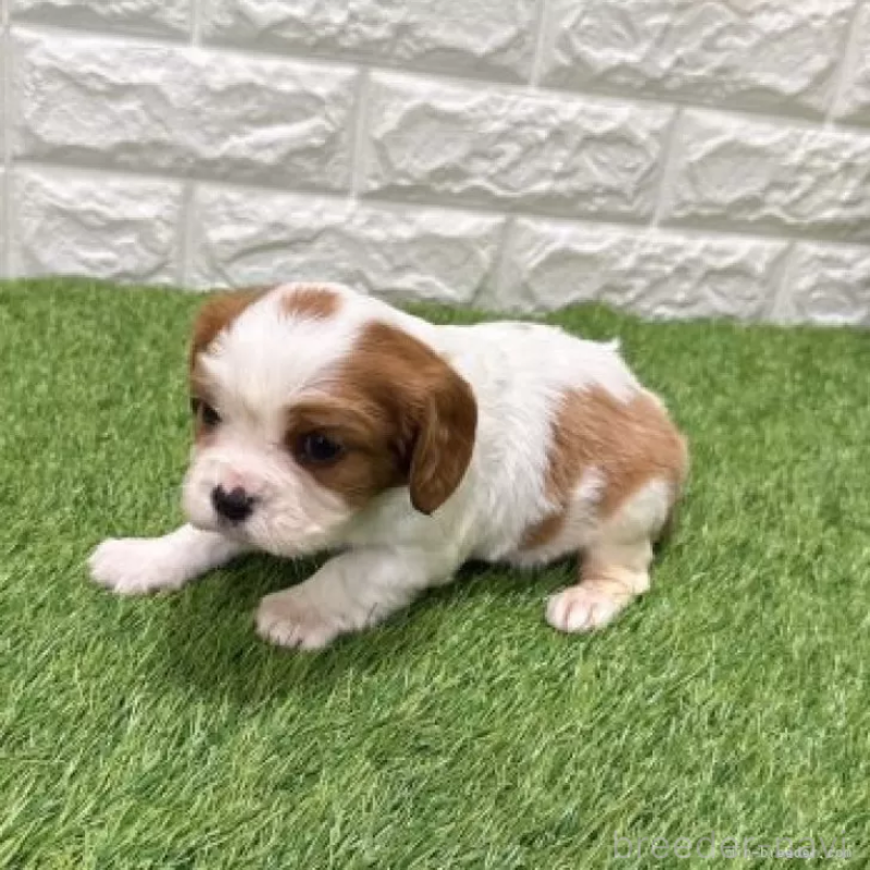 販売中の愛知県のキャバリアキングチャールズスパニエル-441375の4枚目