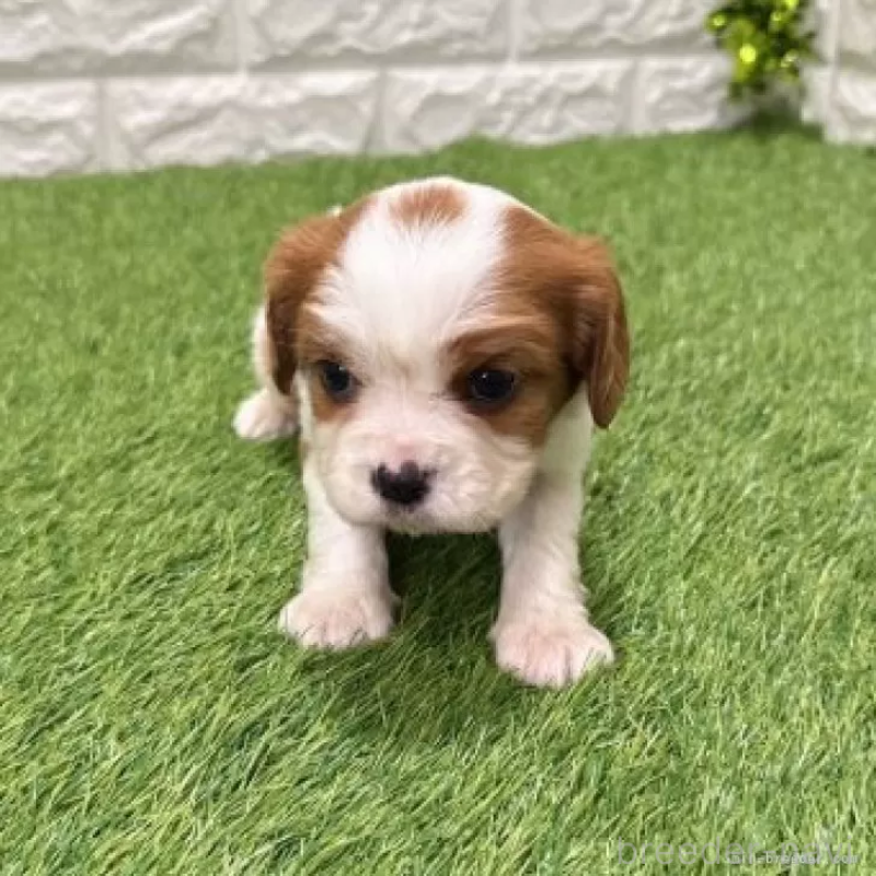 販売中の愛知県のキャバリアキングチャールズスパニエル-441375の3枚目