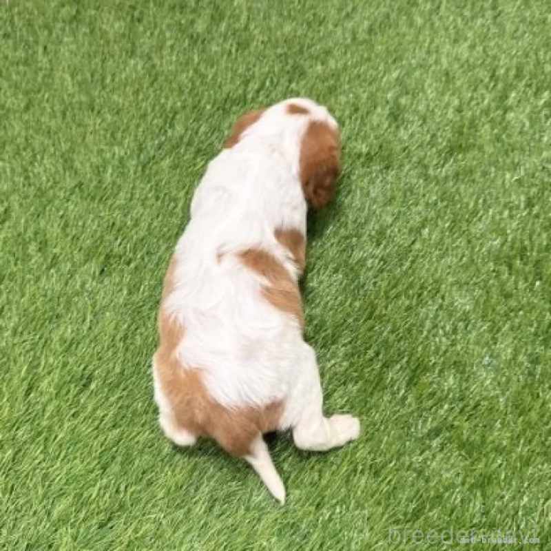 販売中の愛知県のキャバリアキングチャールズスパニエル-441375の2枚目