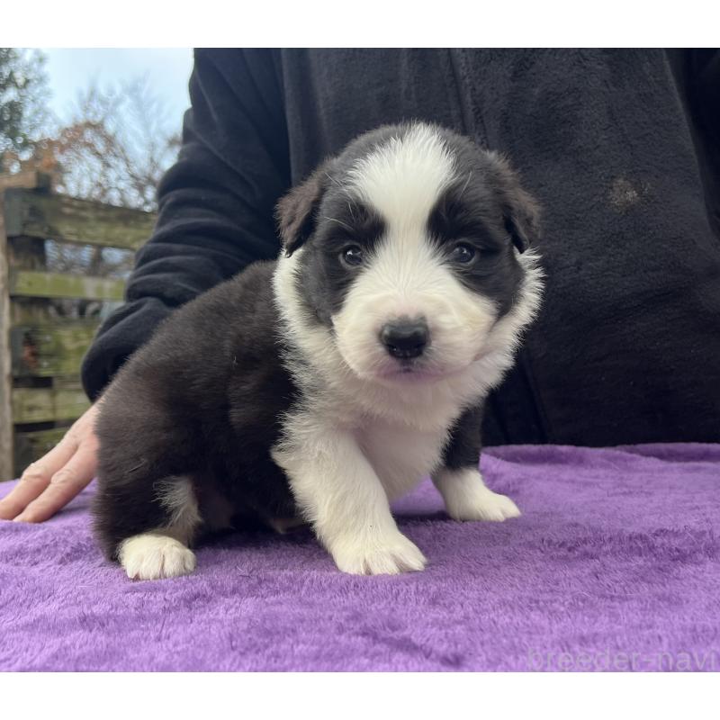 販売中の福岡県のボーダーコリー-441374の6枚目