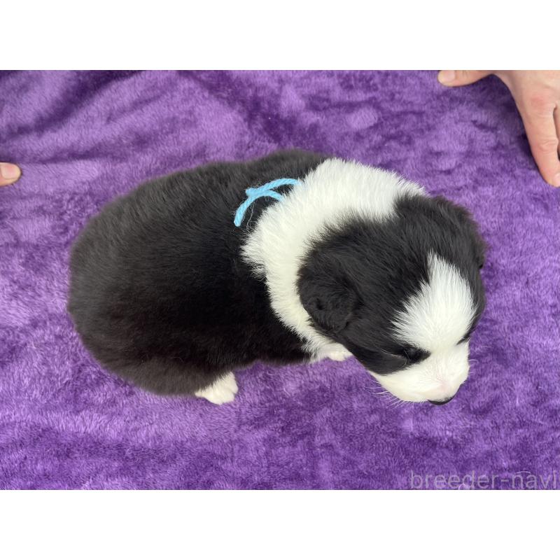 販売中の福岡県のボーダーコリー-441374の4枚目