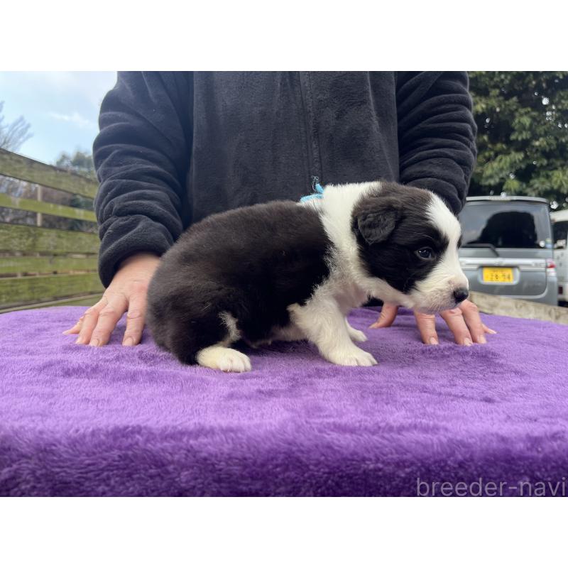 販売中の福岡県のボーダーコリー-441374の3枚目