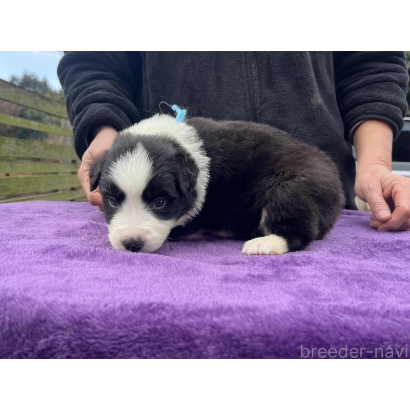 販売中の福岡県のボーダーコリー-441374の2枚目