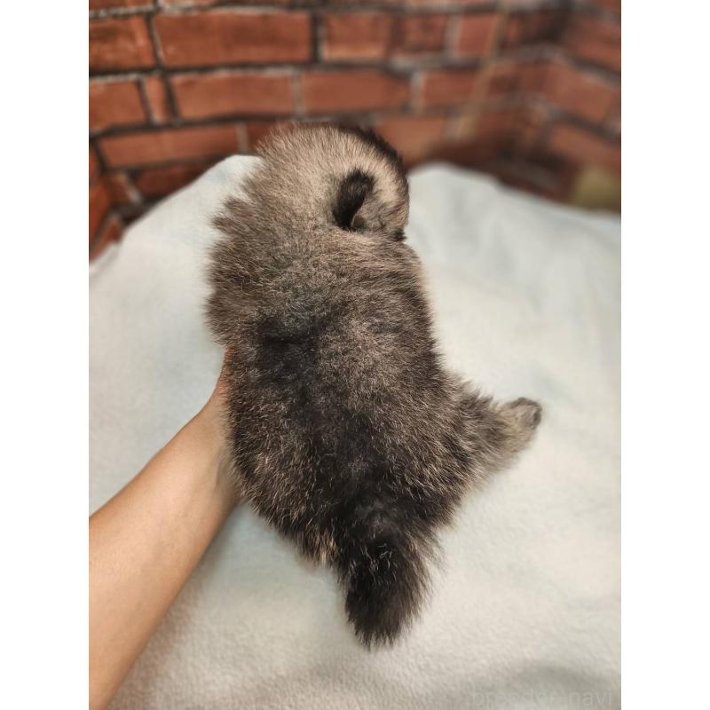 販売中の熊本県のポメラニアン-441376の4枚目