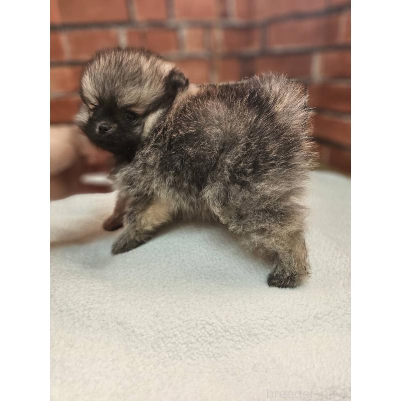 販売中の熊本県のポメラニアン-441376の3枚目