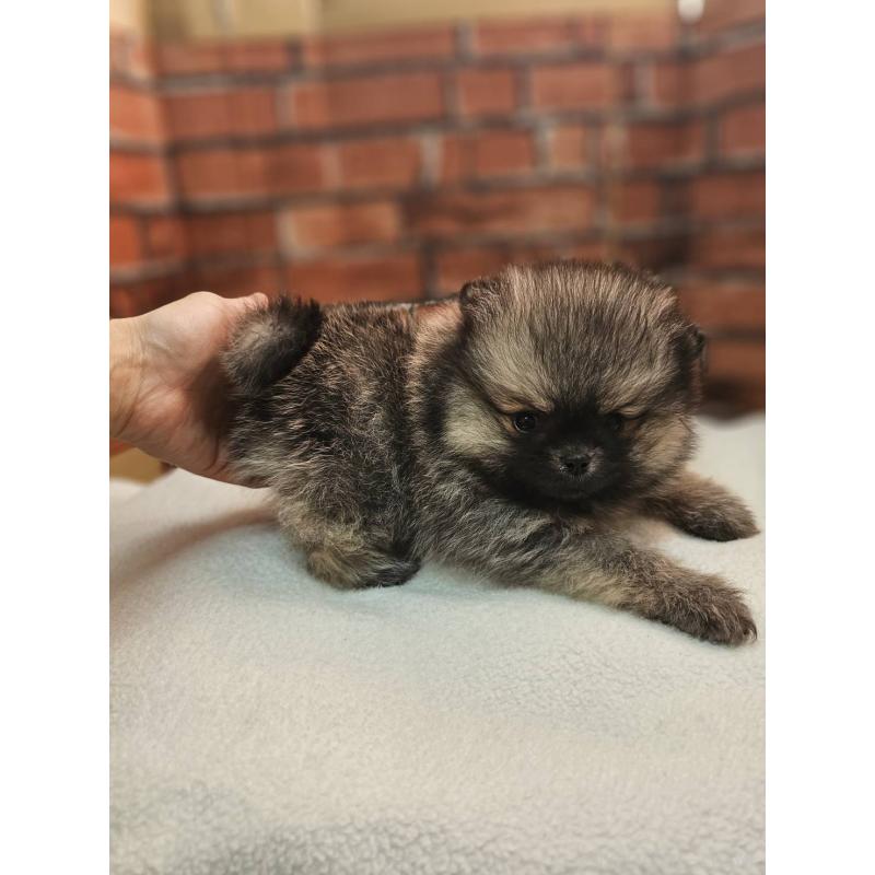 販売中の熊本県のポメラニアン-441376の2枚目
