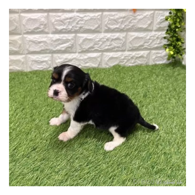 販売中の愛知県のキャバリアキングチャールズスパニエル-441378の5枚目