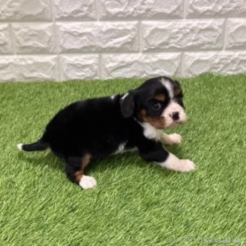 販売中の愛知県のキャバリアキングチャールズスパニエル-441378の4枚目