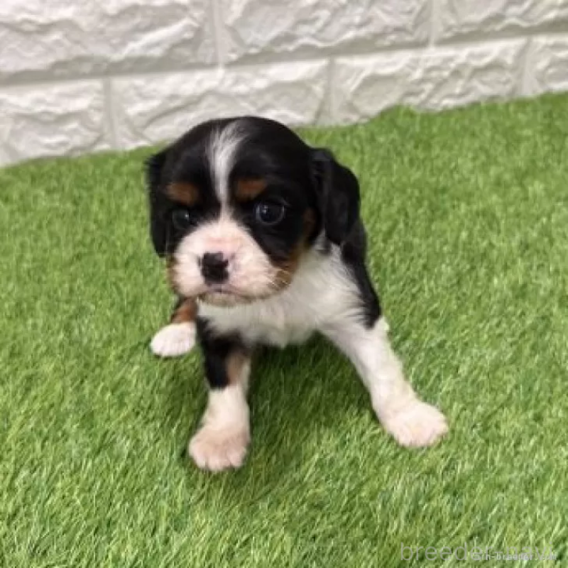 販売中の愛知県のキャバリアキングチャールズスパニエル-441378の3枚目