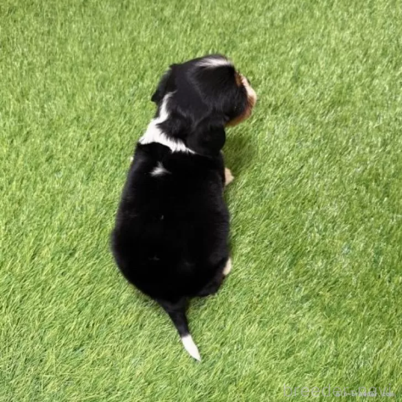 販売中の愛知県のキャバリアキングチャールズスパニエル-441378の2枚目