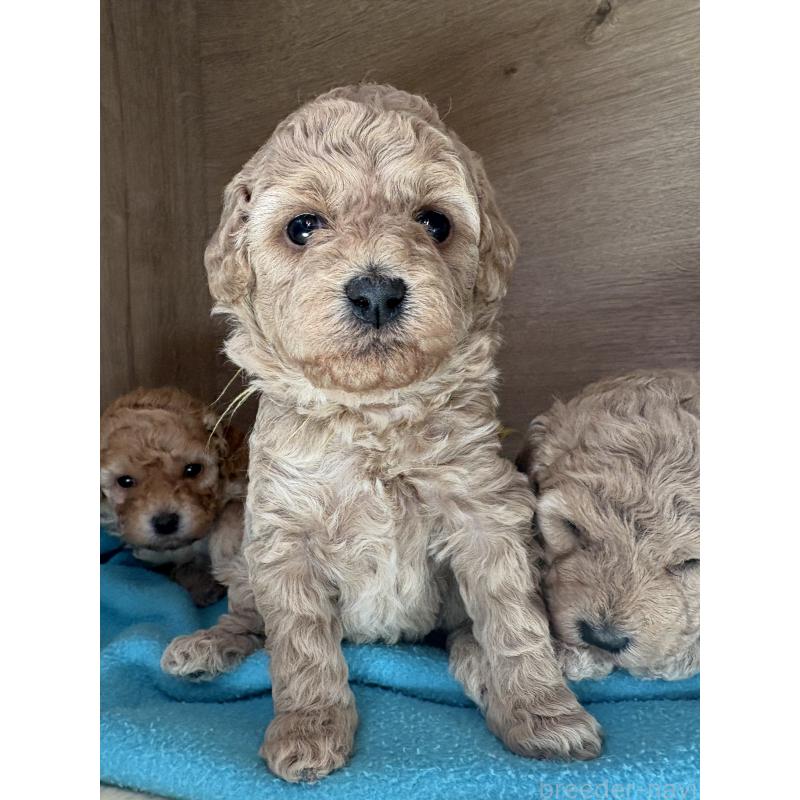 成約済の東京都のミニチュアプードル-438268の6枚目