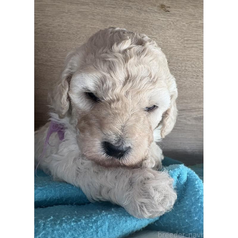 販売中の東京都のミディアムプードル-438267の4枚目