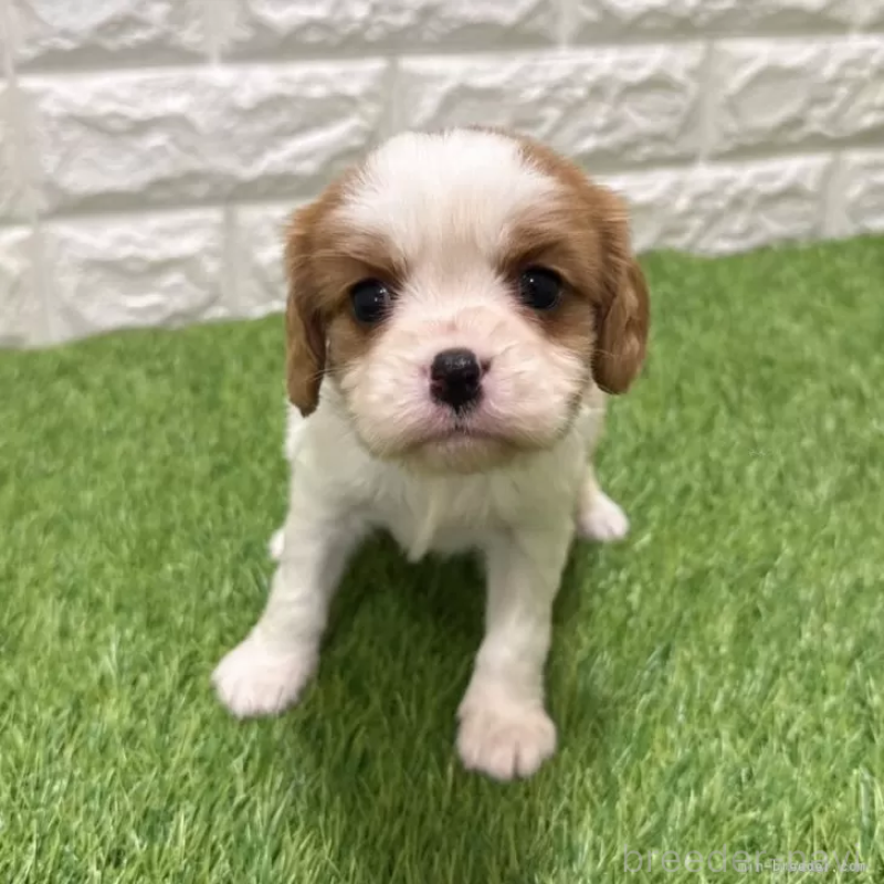 販売中の愛知県のキャバリアキングチャールズスパニエル-441379