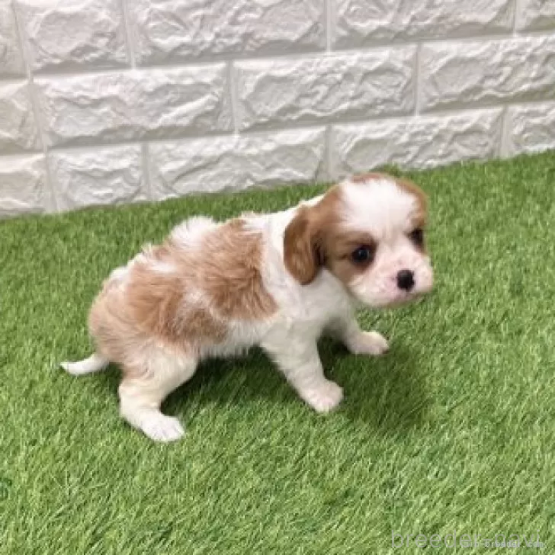 販売中の愛知県のキャバリアキングチャールズスパニエル-441379の5枚目