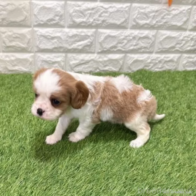 販売中の愛知県のキャバリアキングチャールズスパニエル-441379の4枚目