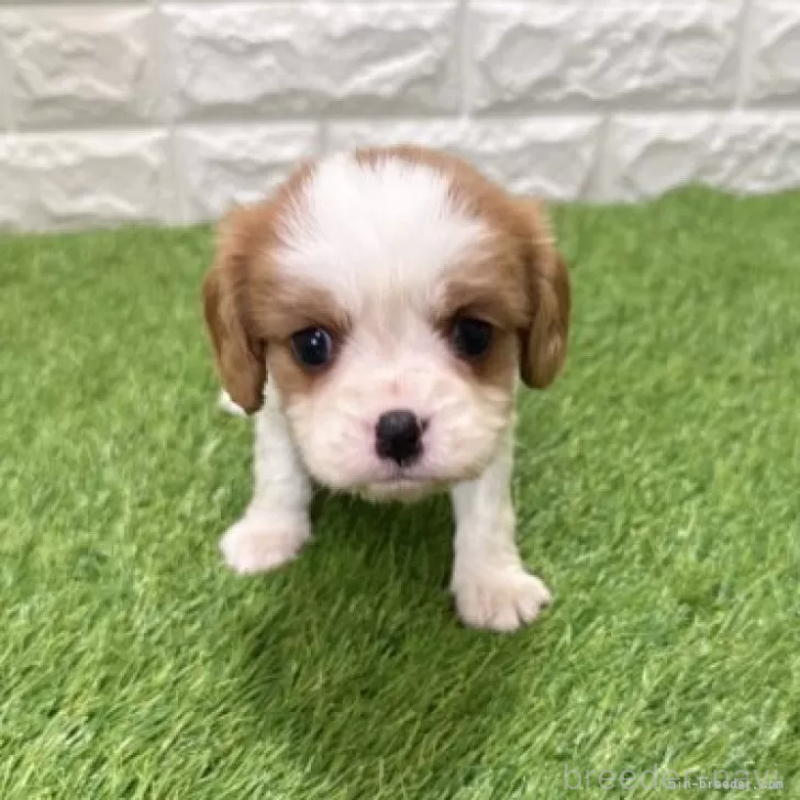 販売中の愛知県のキャバリアキングチャールズスパニエル-441379の3枚目