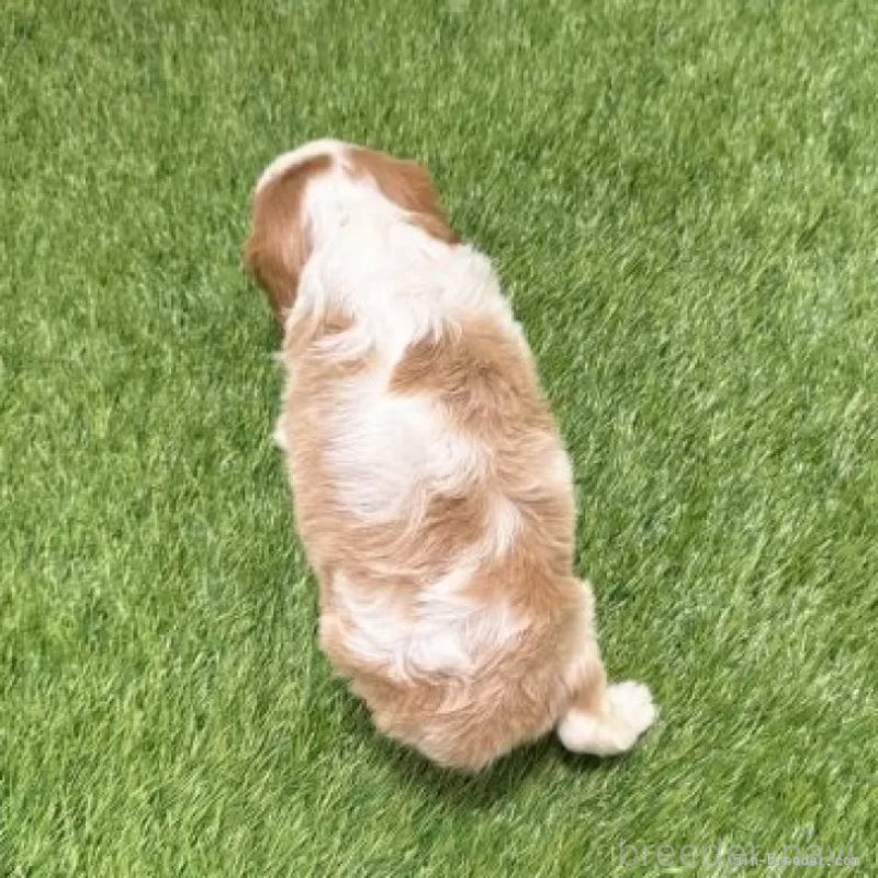 販売中の愛知県のキャバリアキングチャールズスパニエル-441379の2枚目