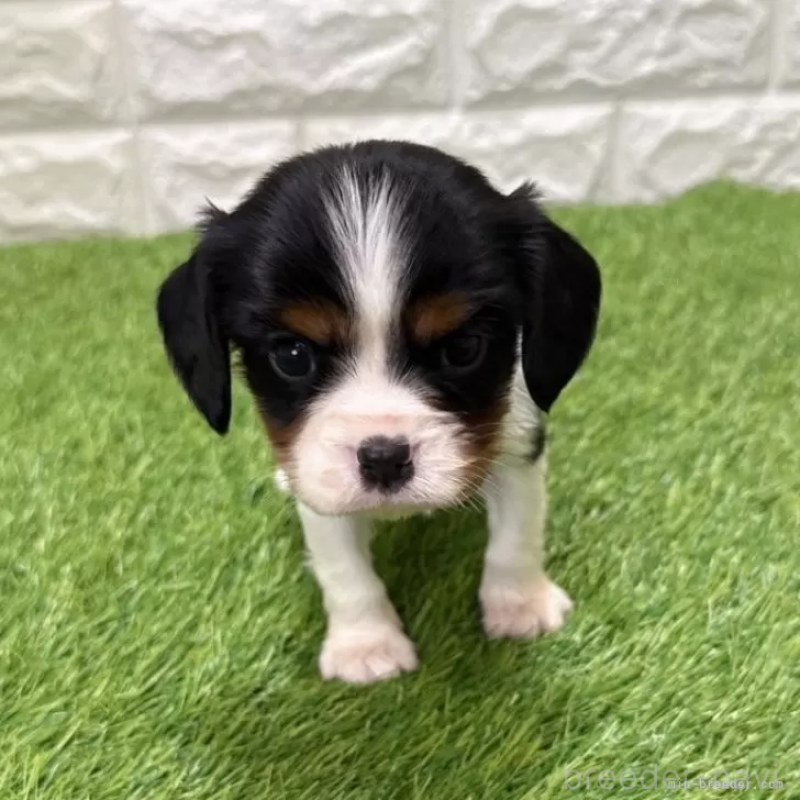 販売中の愛知県のキャバリアキングチャールズスパニエル-441380