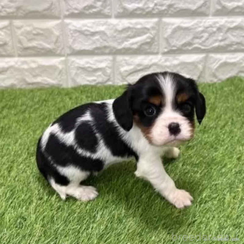 販売中の愛知県のキャバリアキングチャールズスパニエル-441380の5枚目