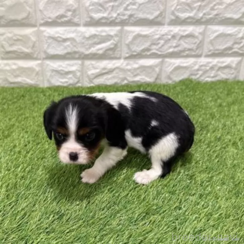 販売中の愛知県のキャバリアキングチャールズスパニエル-441380の4枚目