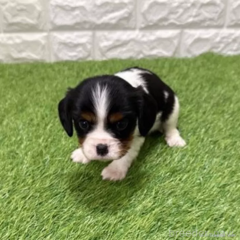 販売中の愛知県のキャバリアキングチャールズスパニエル-441380の3枚目