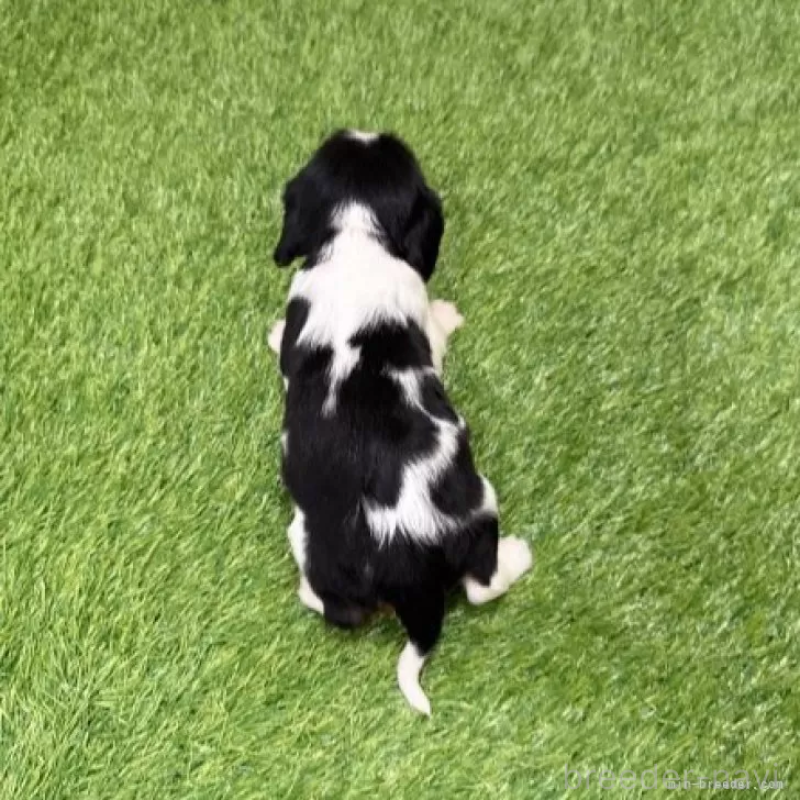 販売中の愛知県のキャバリアキングチャールズスパニエル-441380の2枚目