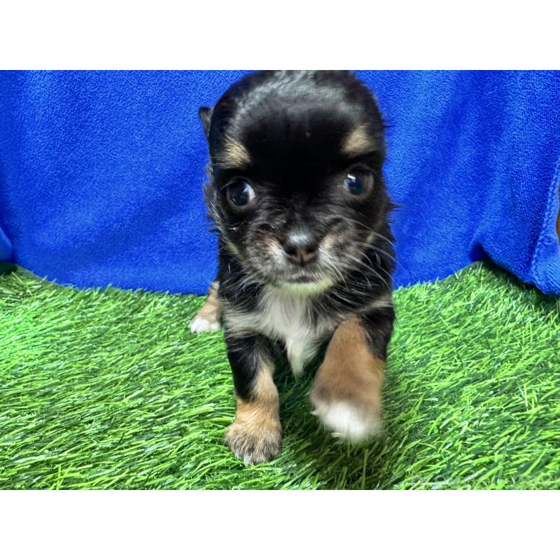 販売中の茨城県のチワワ(ロングコート)-438456