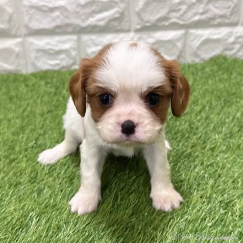 販売中の愛知県のキャバリアキングチャールズスパニエル-441381の1枚目