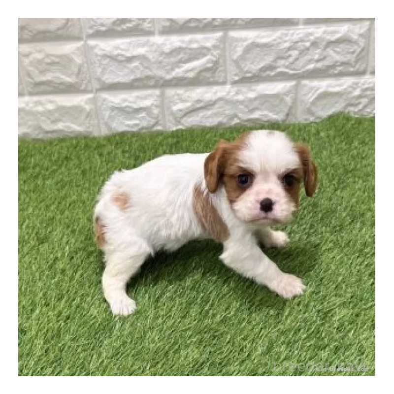 販売中の愛知県のキャバリアキングチャールズスパニエル-441381の5枚目