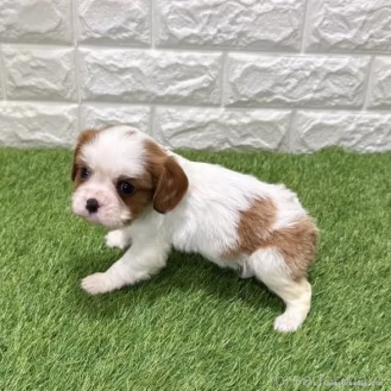 販売中の愛知県のキャバリアキングチャールズスパニエル-441381の4枚目