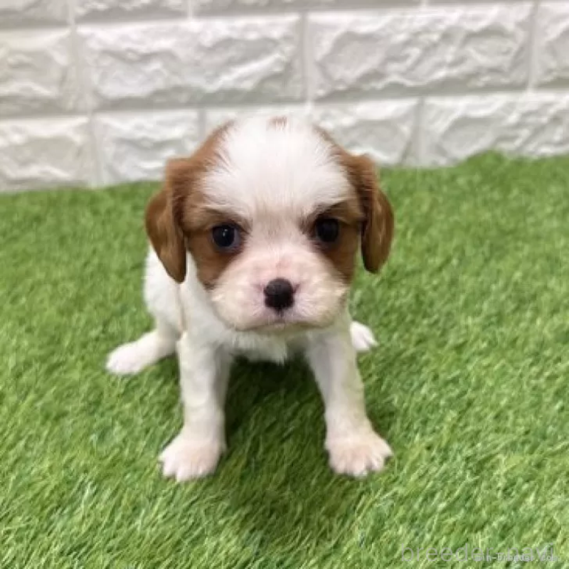販売中の愛知県のキャバリアキングチャールズスパニエル-441381の3枚目