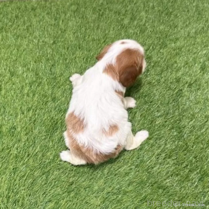 販売中の愛知県のキャバリアキングチャールズスパニエル-441381の2枚目