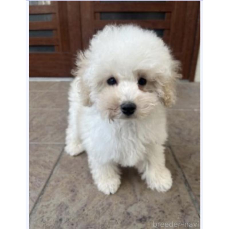 販売中の沖縄県のトイプードル-430598の3枚目