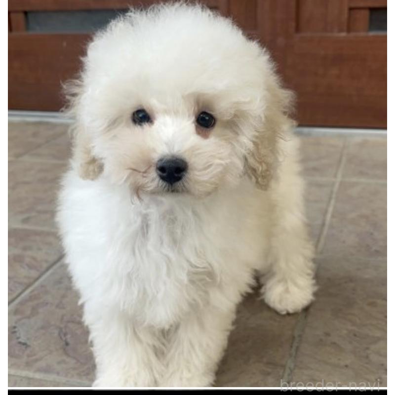 販売中の沖縄県のトイプードル-430598の2枚目