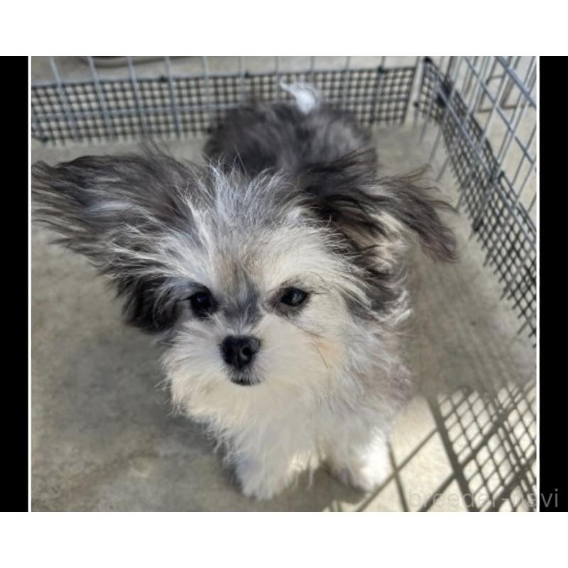 販売中の沖縄県のチワマル:チワワ×マルチーズ-433866の2枚目