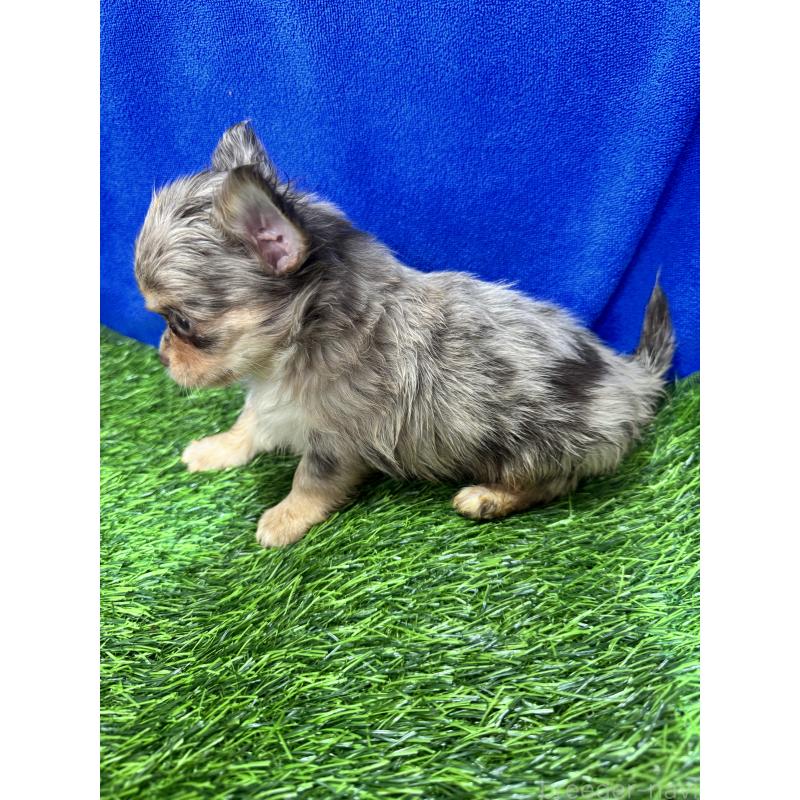 販売中の茨城県のチワワ(ロングコート)-434029の7枚目