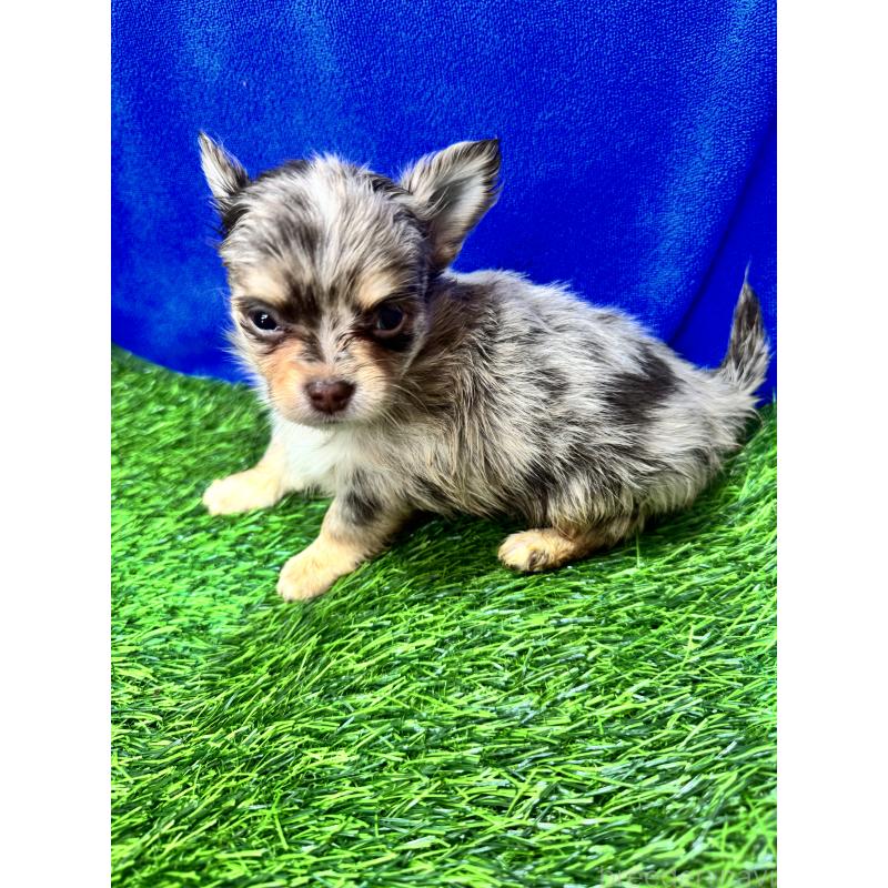 販売中の茨城県のチワワ(ロングコート)-434029の6枚目