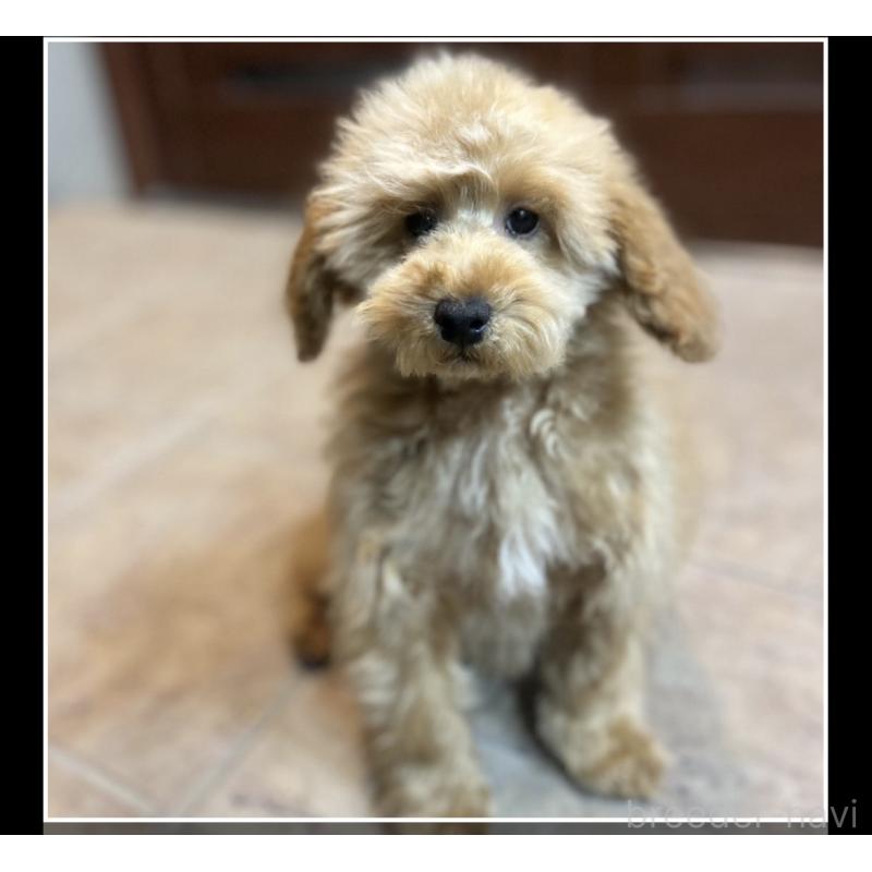 販売中の沖縄県のトイプードル-424464