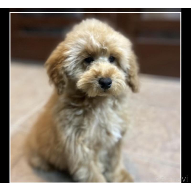 成約済の沖縄県のトイプードル-424464の2枚目