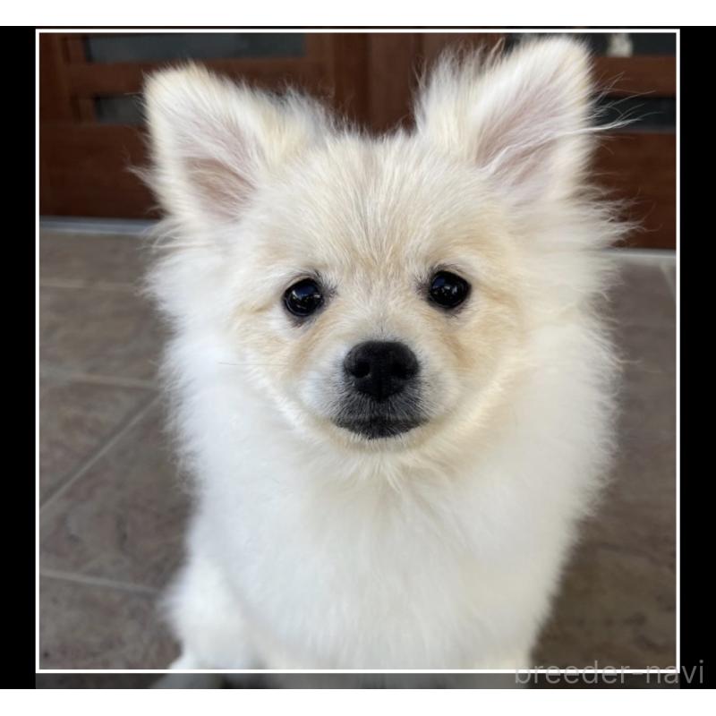 販売中の沖縄県のポメラニアン-419998