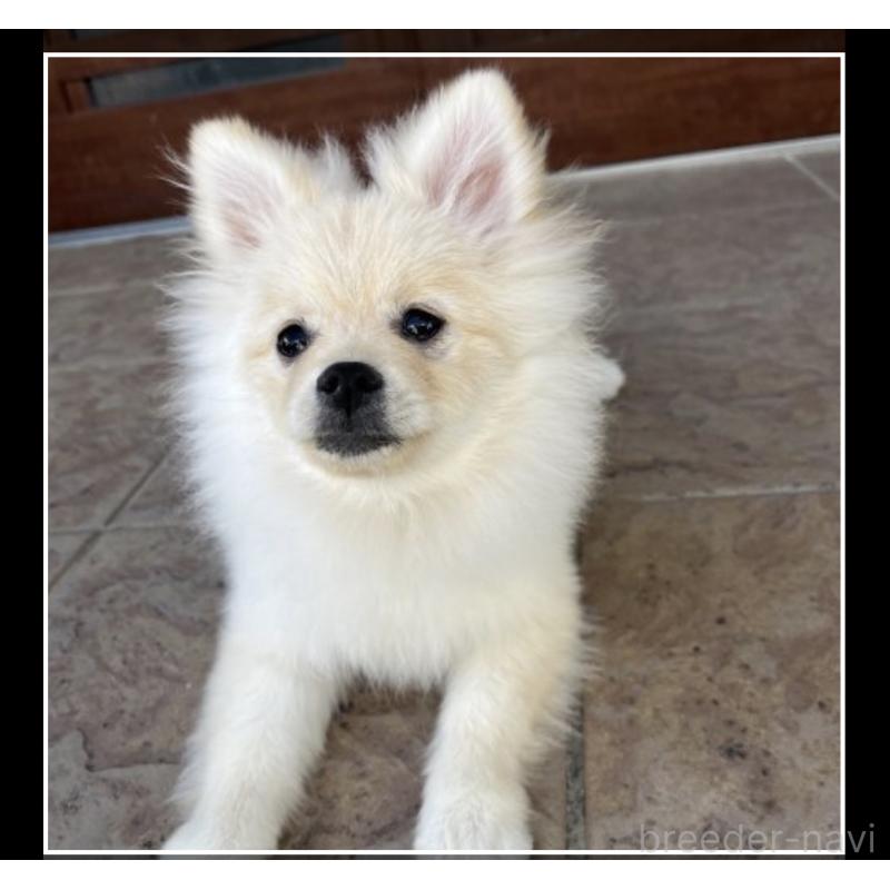販売中の沖縄県のポメラニアン-419998の7枚目
