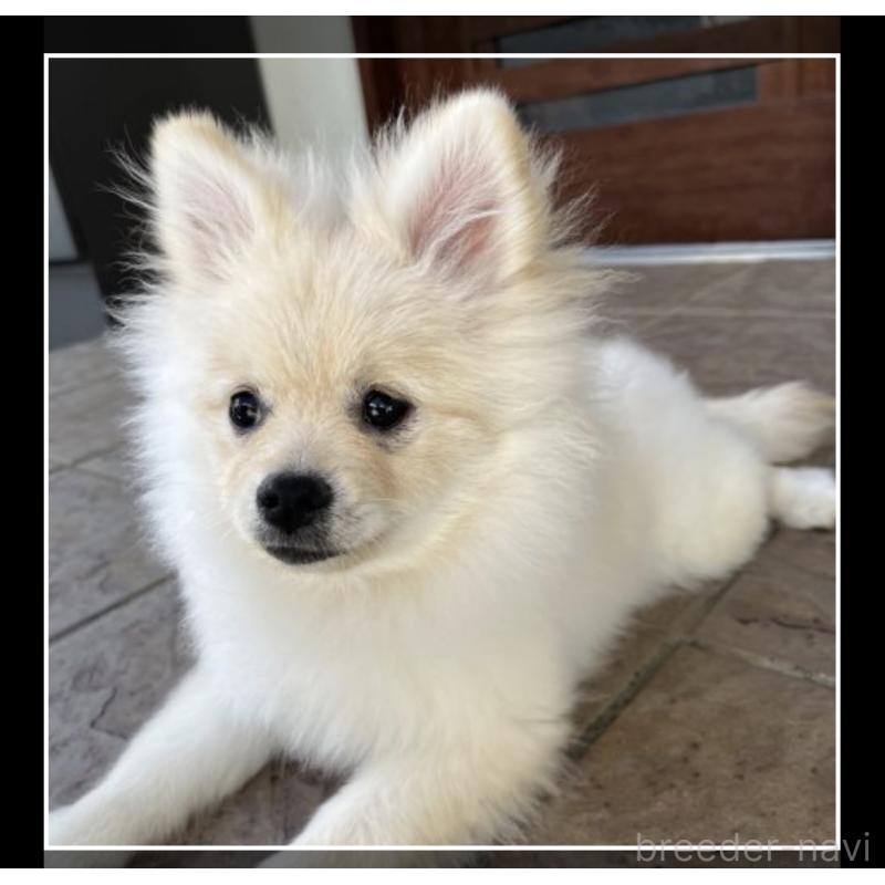 販売中の沖縄県のポメラニアン-419998の6枚目
