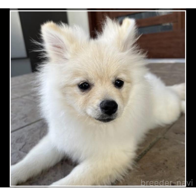 販売中の沖縄県のポメラニアン-419998の5枚目