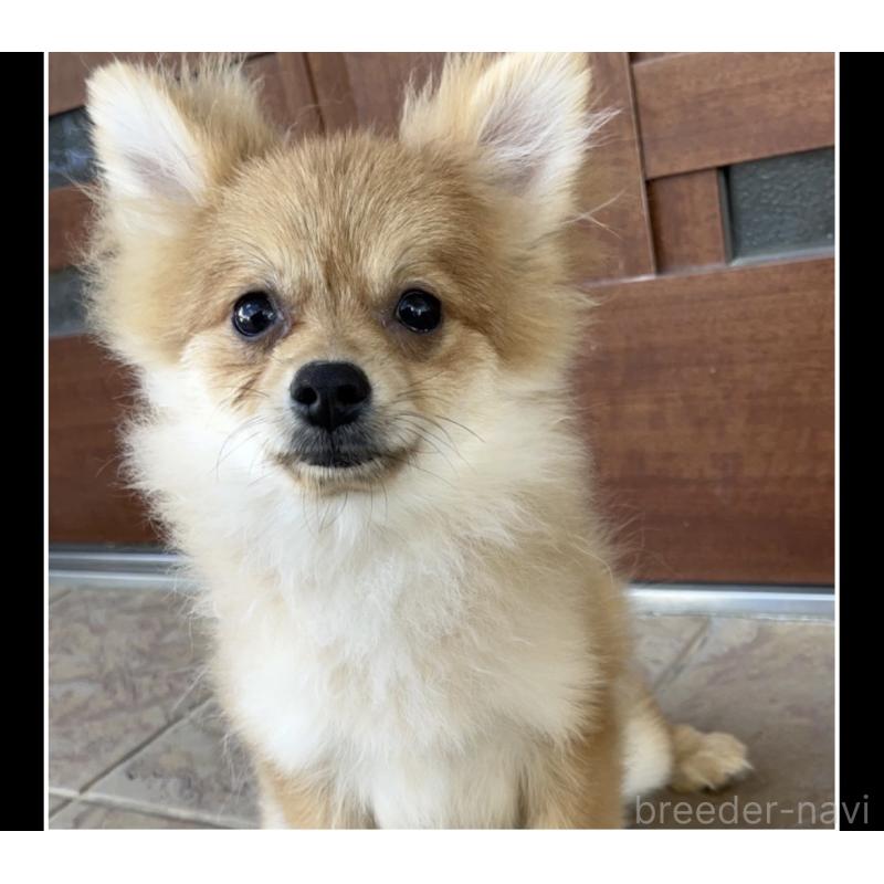販売中の沖縄県のポメラニアン-419997の8枚目